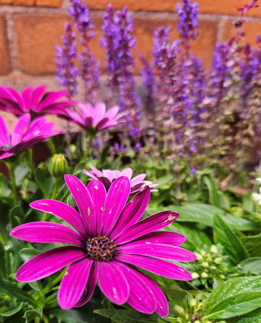 Sommer in St. Jakobi